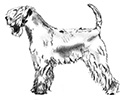 Irish Softcoated Wheaten Terrier Club Nederland